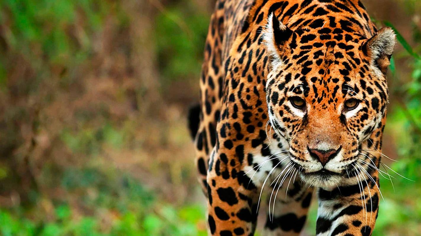 Programa de Beneficios por Servicios Ambientales de la Provincia de Misiones - ECO2