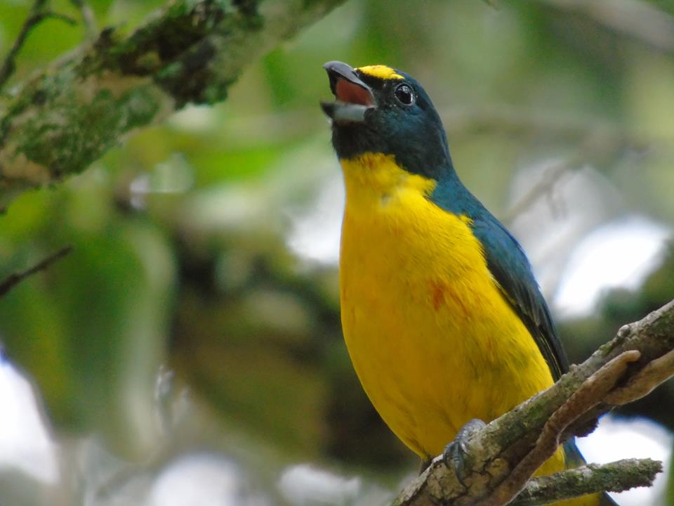 Misiones owns 52% of all the biodiversity in the country