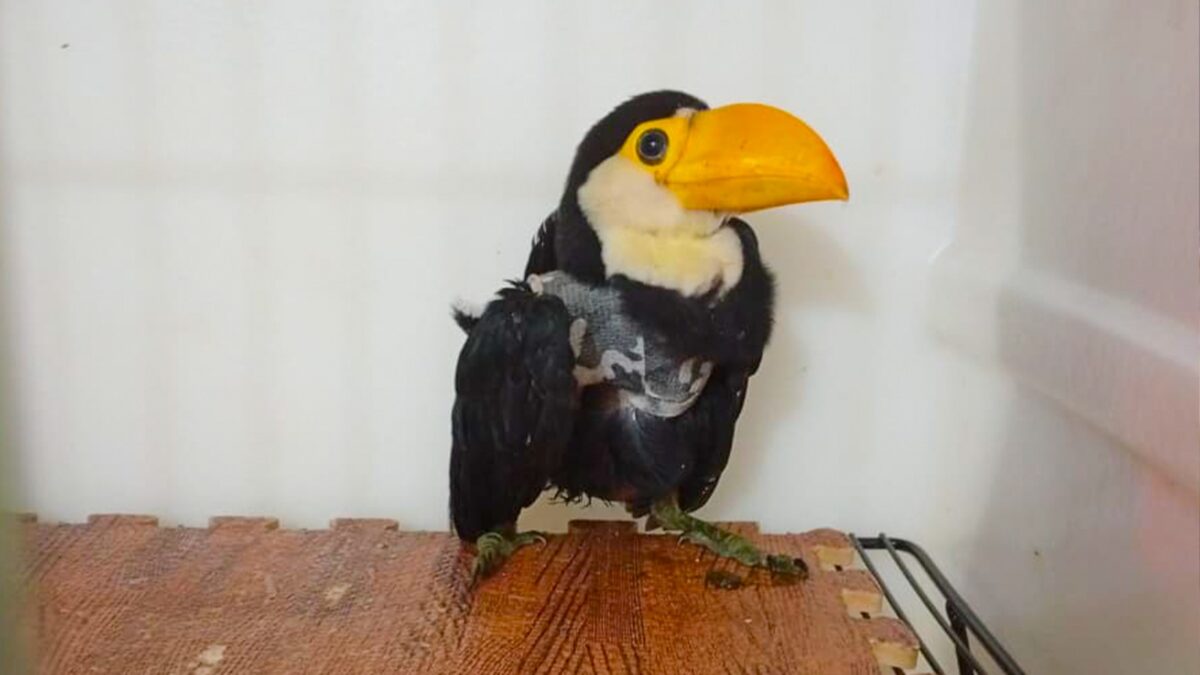 Pilar de la responsabilidad ecosistémica